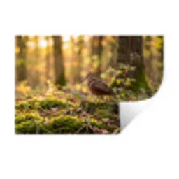 Houtsnip - Bos - Bladeren - Herfst - Gecamoufleerd Muursticker klein -3d