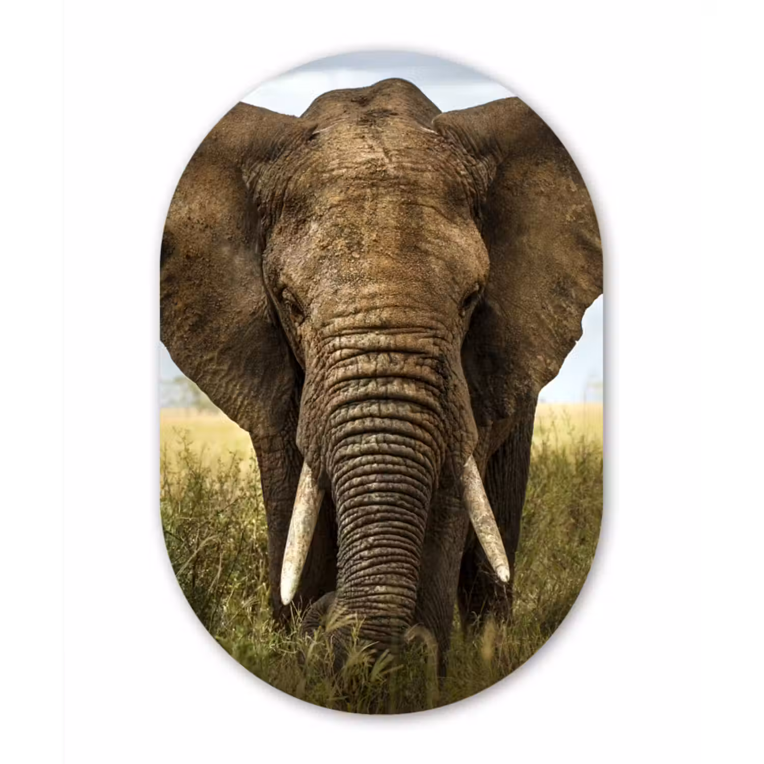 Muurovaal - Olifant - Natuur - Gras - Dieren - Landschap