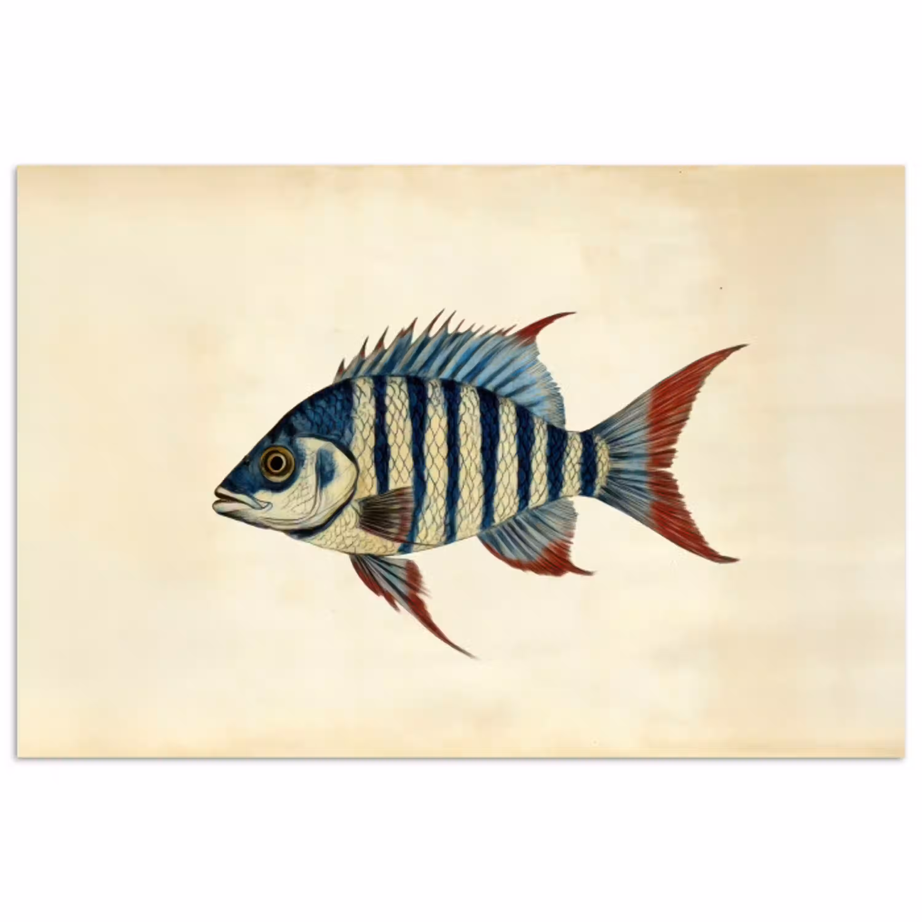 Gestreept - Donkerblauw - Rugvin - Vis poster papier klein -3d