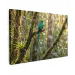 Quetzal - Jungle - Natuur - Groen canvas 2cm klein -z3d