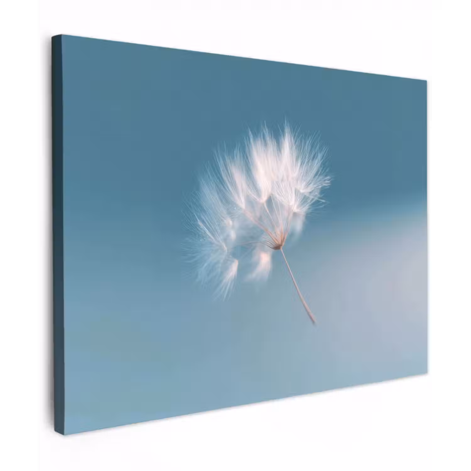 Leinwandbild - Löwenzahnflaum - Blau - Luft