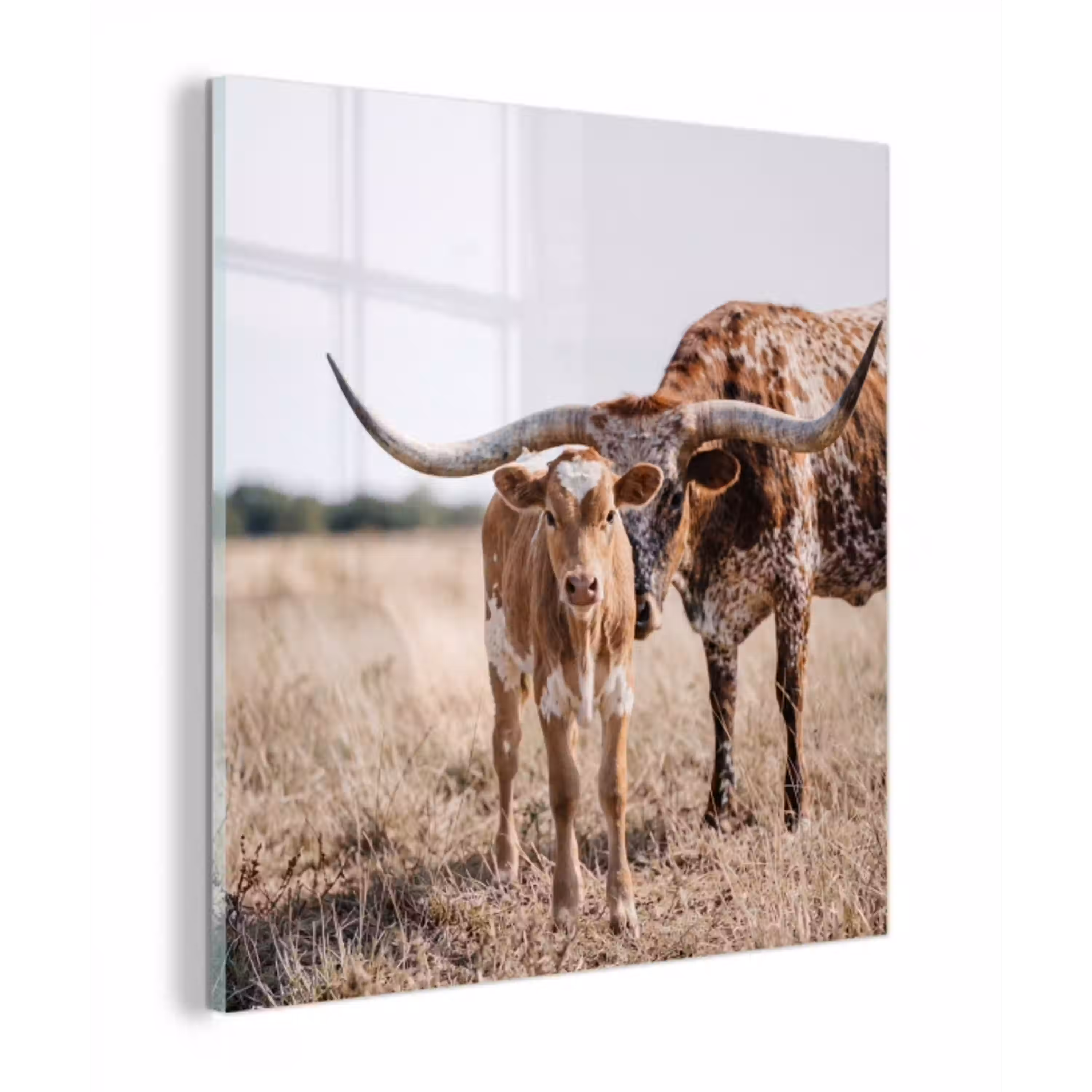 Texas Longhorn - Kalf - Weide - Dieren plexiglas 5mm klein -z3d