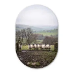Schapen - Rij - Weide - Dieren - Platteland Wandcirkel Ovaal Aluminium middel -3d