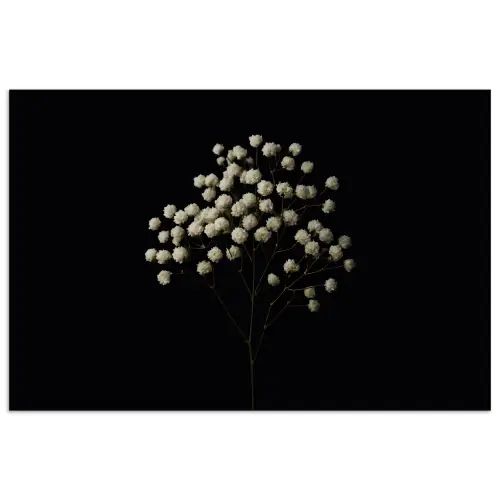 Gipskruid - Bloemetjes - Wit - Minimalistisch poster papier klein -3d