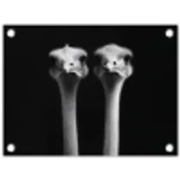 Struisvogels - Halzen - Zwart - Minimalistisch tuinposter los doek klein -3d