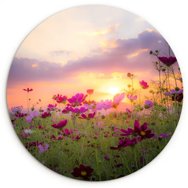 Muurcirkel - Bloemen - Roze - Zonsondergang - Natuur - Weide - Horizon