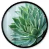 Vetplant - Bladeren - Groen - Wazig Fotolijst rond zonder passe partout klein -3d