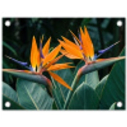 Paradijsvogel - Bloem - Exotisch tuinposter los doek klein -3d
