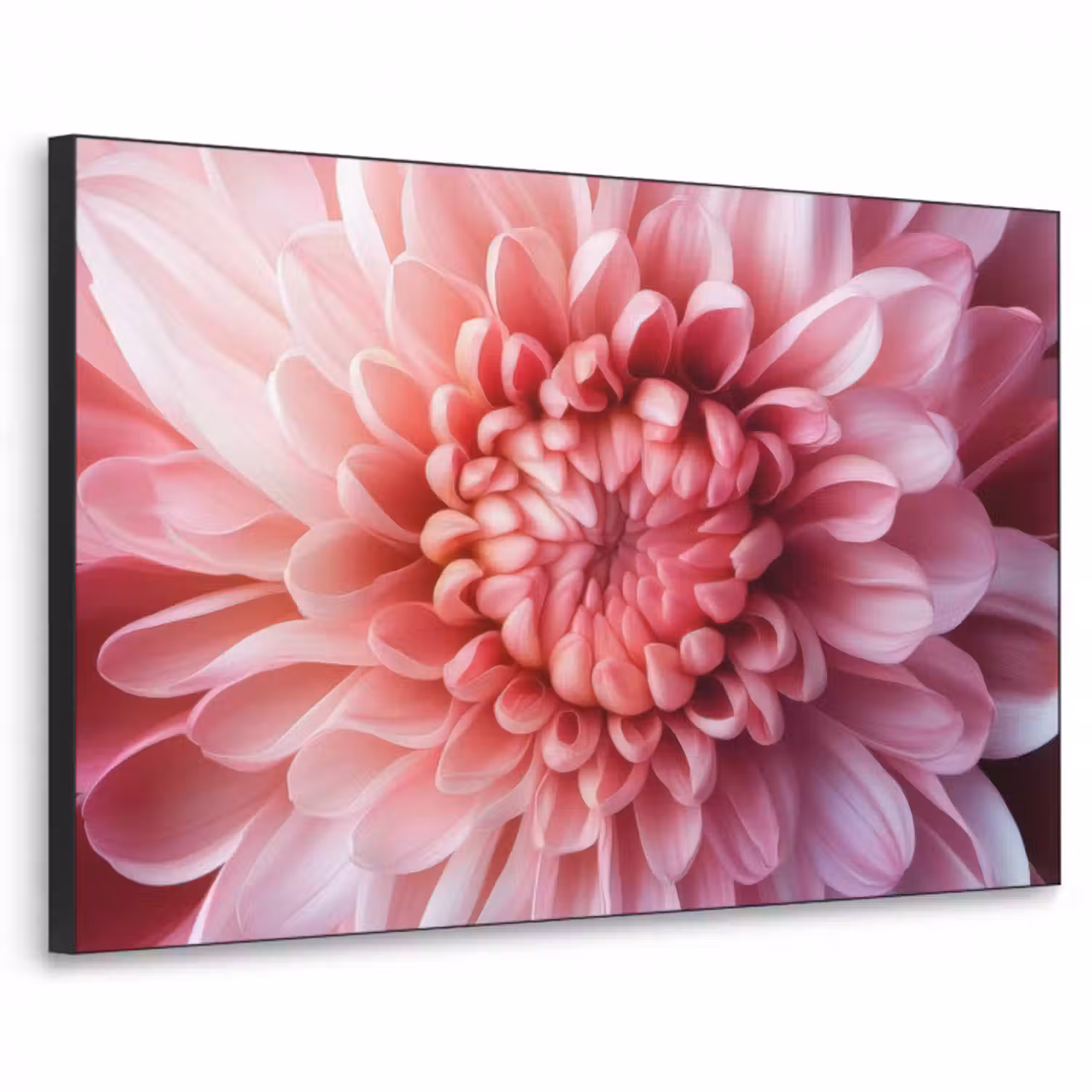 Art Frame - Dahlie - Blume - Nahaufnahme - Rosa