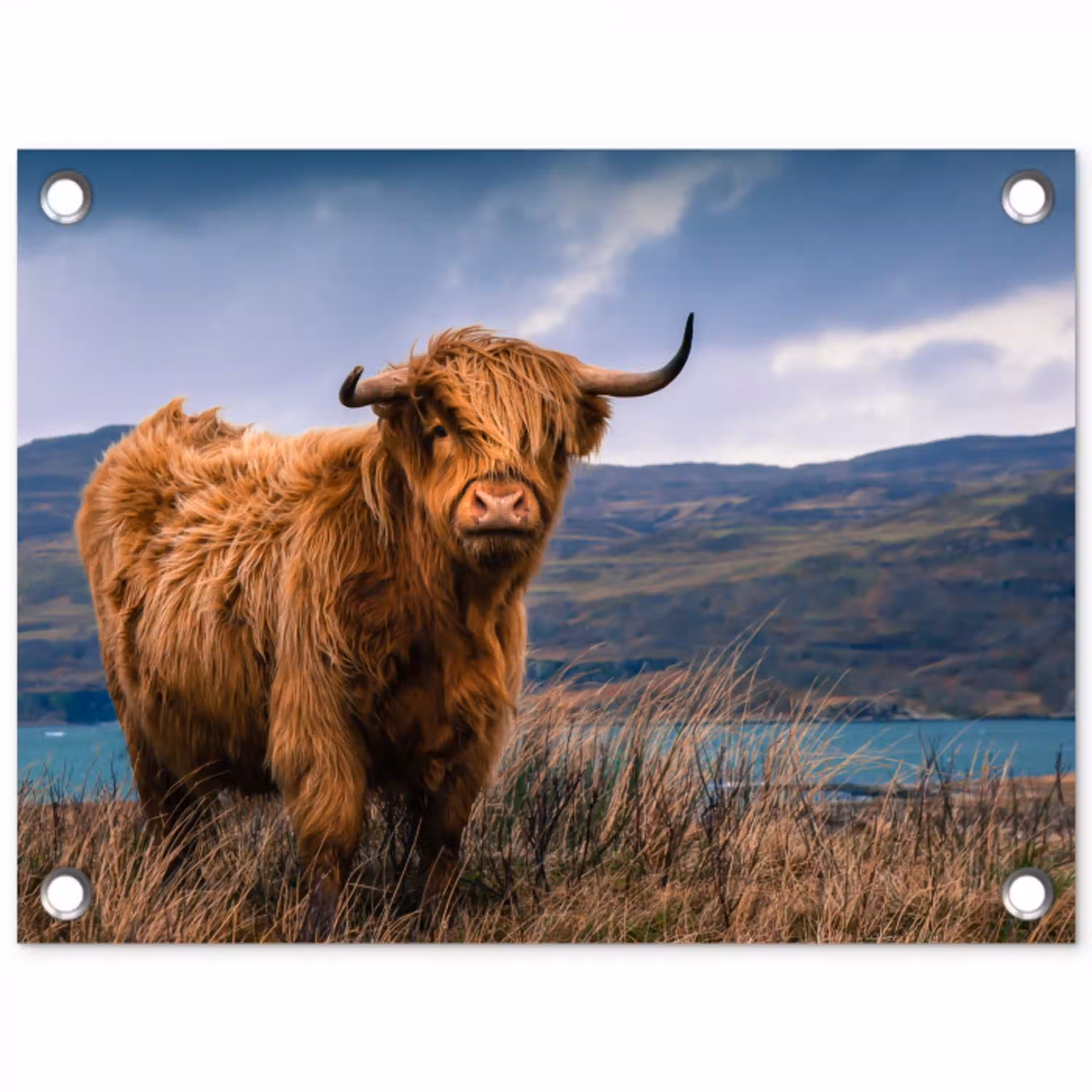 Schotse Hooglander - Berg - Water - Natuur - Koe tuinposter los doek klein -3d