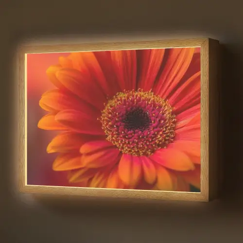 Oranje - Gerbera - Intens Light Box met batterij (Wandlamp) middel -z3d_website