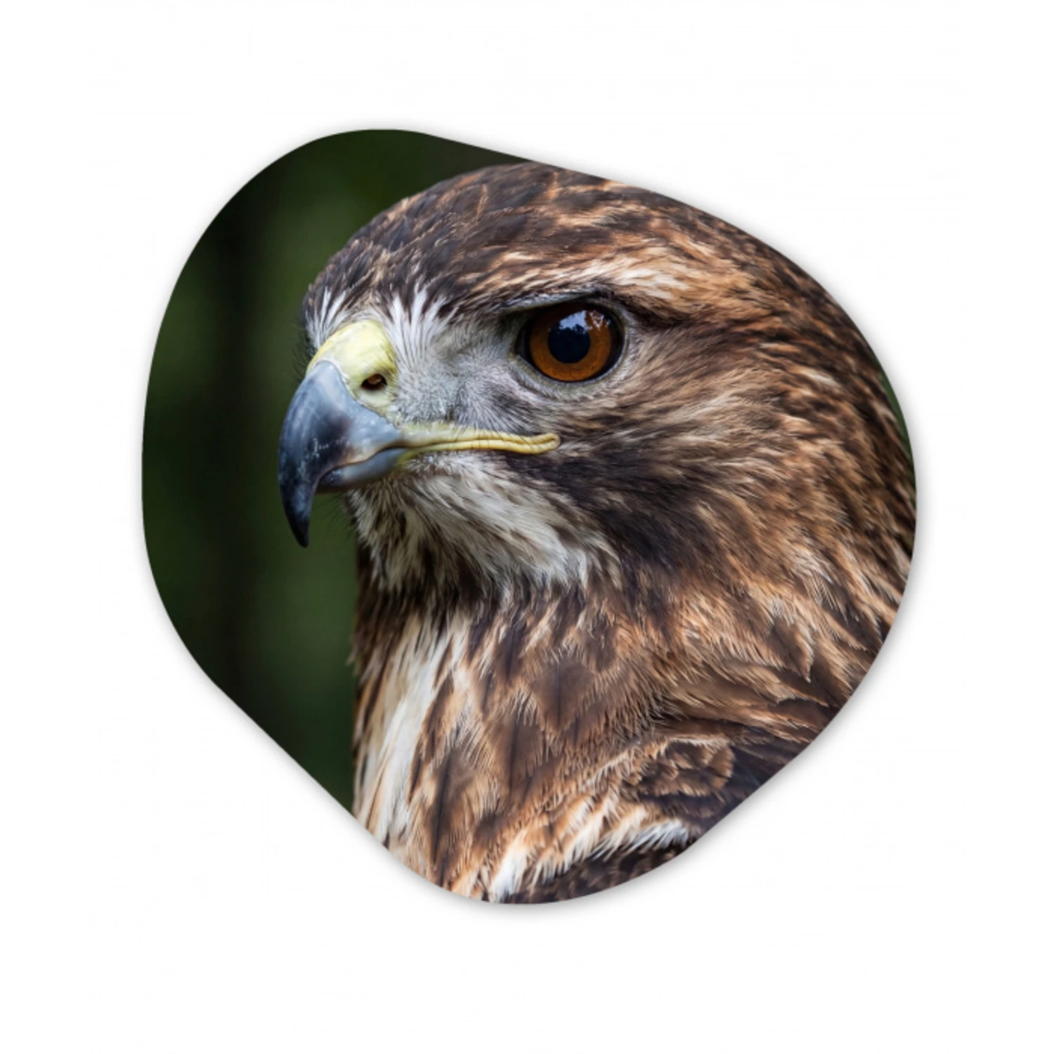 Buizerd - Roofvogel - Natuur - Bruin Wandcirkel Organisch Forex 3mm klein -3d