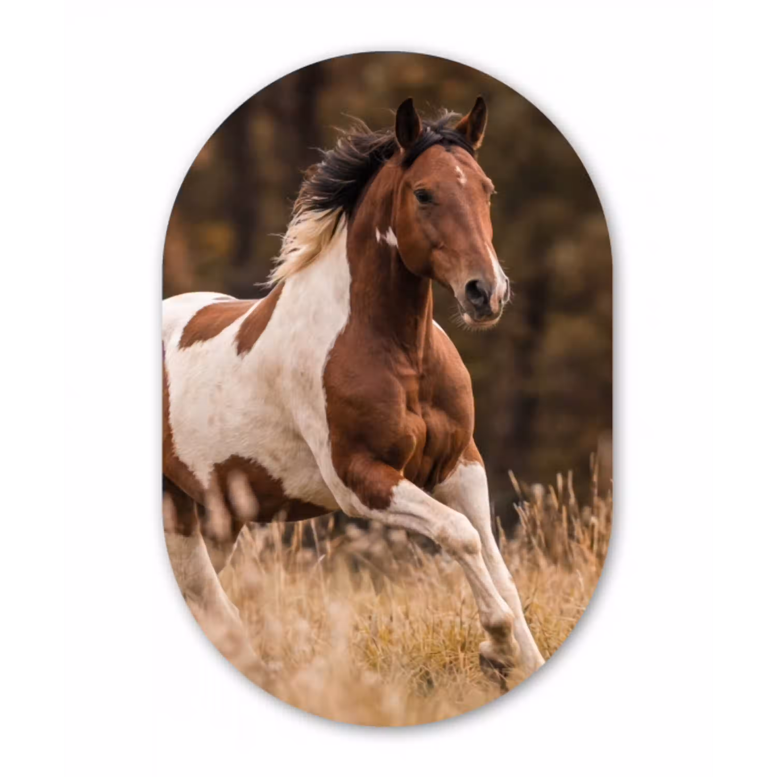 Paard - Bruin - Gras Wandcirkel Ovaal Aluminium middel -3d