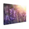 Lavendelbloemen - Paars - Zonlicht Tuinposter op houten frame 2 cm dik klein -3d
