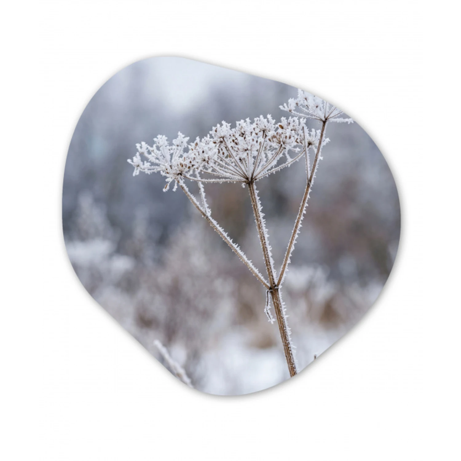 Schermbloem - Rijp - Kristallen - Winter - Delicaat Wandcirkel Organisch Forex 3mm klein -3d