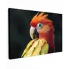 Close-up - Papegaai - Veren - Oranje Tuinposter op houten frame 2 cm dik klein -3d