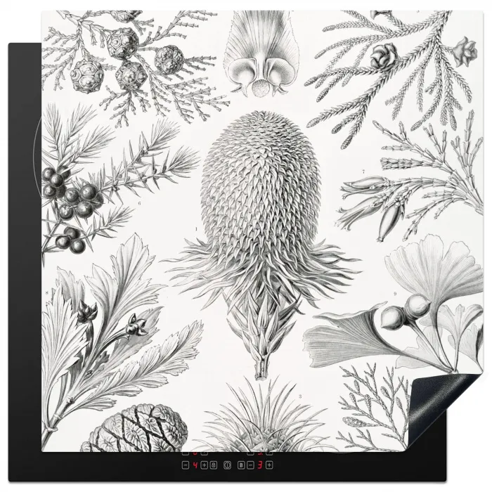 Coniferen - Ernst Haeckel - Kunst - Retro - Illustratie - Natuur Inductie beschermer vinyl 3mm middel -3d