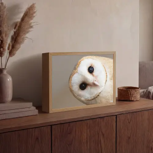 Uil - Bruin - Wit Light Box met batterij (Wandlamp) middel -sfeer2