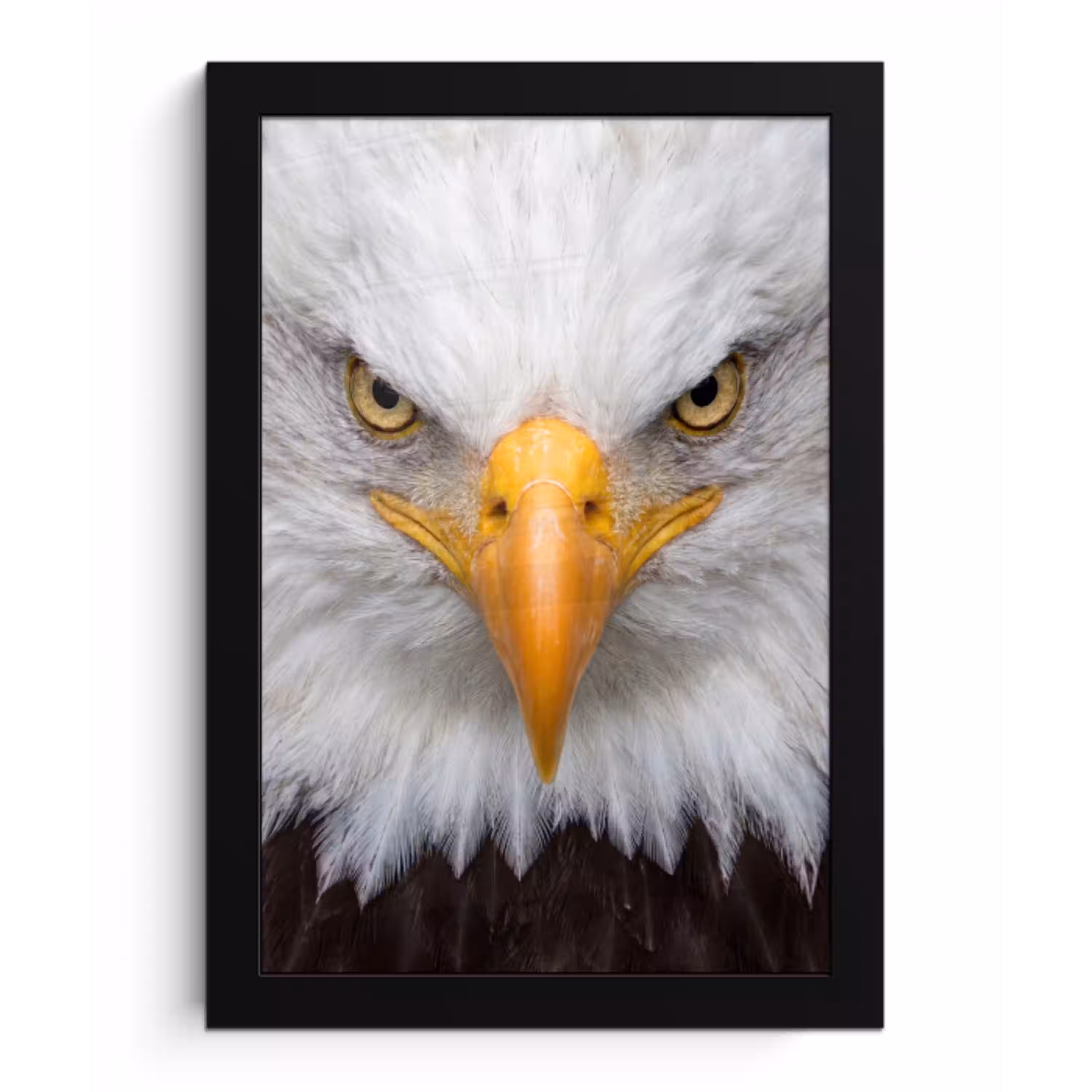 Amerikaans - Zeearend - Portret - Geel fotolijst zwart zonder passe partout klein -3d