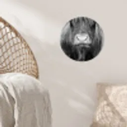Schotse hooglander - Koe - Zwart - Wit - Dieren Wandcirkel behangsticker klein -sfeer4