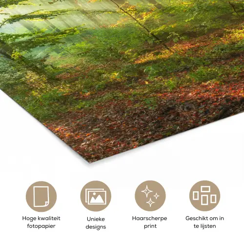 Zon - Bos - Bomen - Natuur - Herfst poster papier klein -closeup_NL