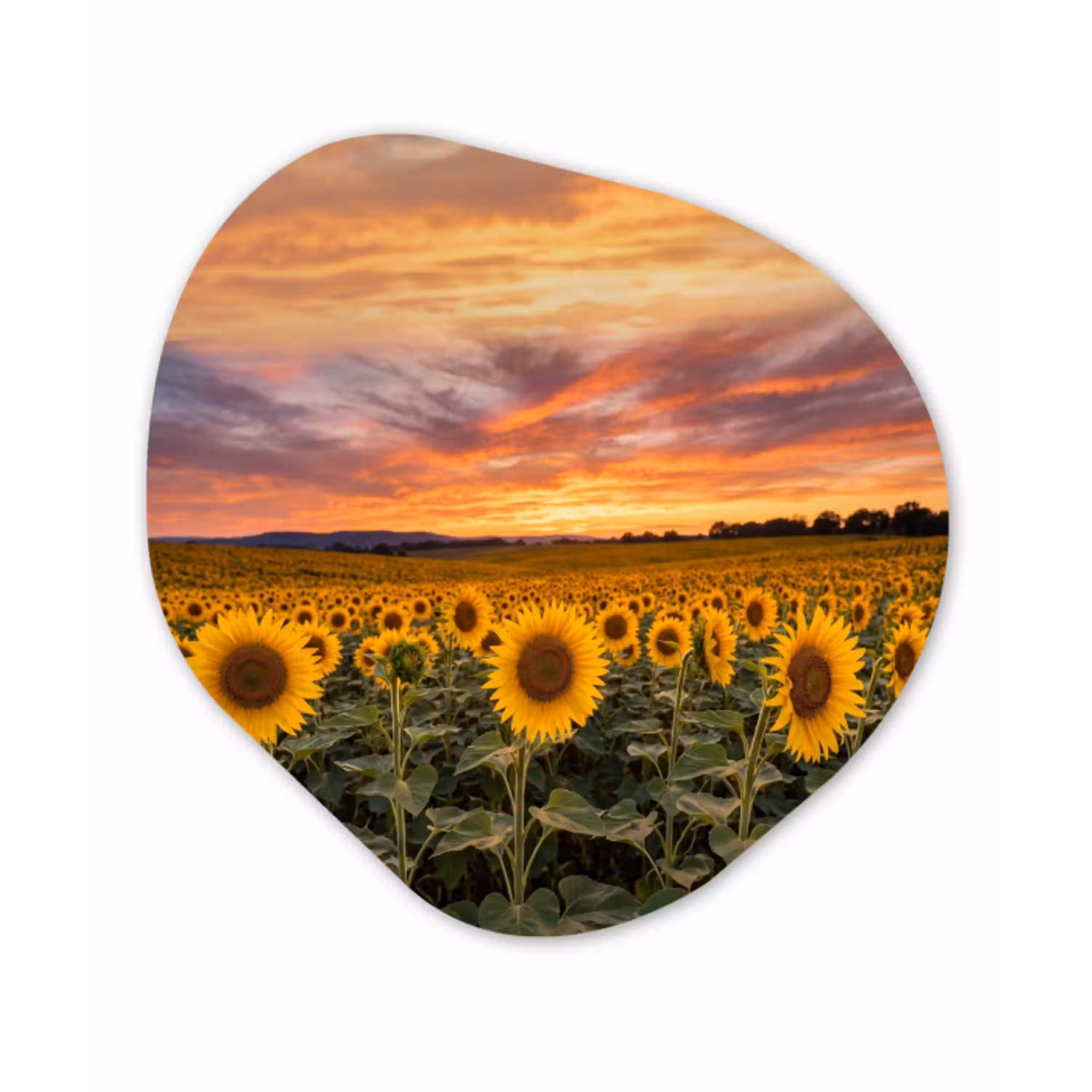 Zonnebloemen - Heuvellandschap - Geel Wandcirkel Organisch Forex 3mm klein -3d
