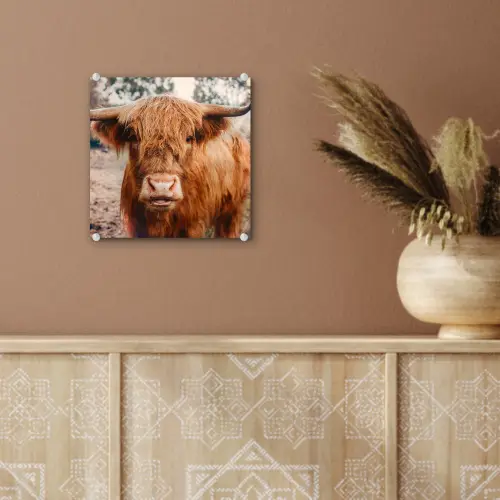 Koe- Schotse hooglander - Hoorns - Bruin - Landschap plexiglas 5mm klein -sfeer5