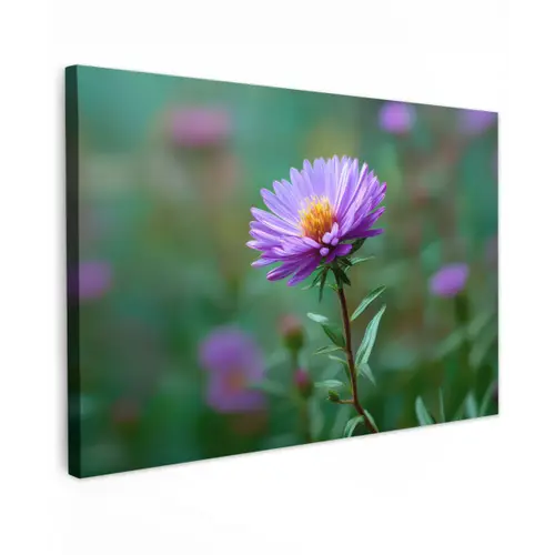 Aster - Paars - Bloem - Blaadjes canvas 2cm klein -z3d