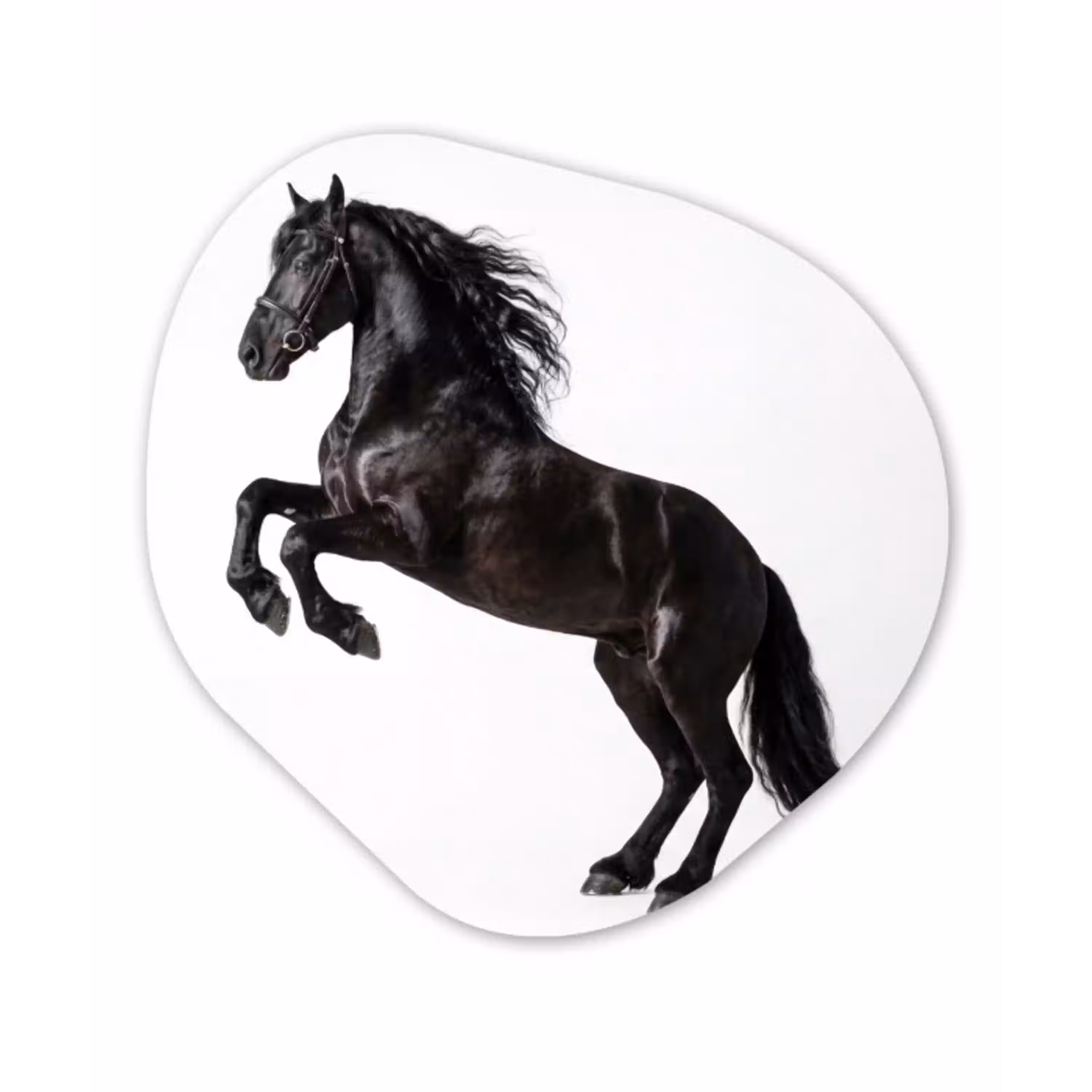 Zwart - Paard - Portret Wandcirkel Organisch Aluminium middel -3d