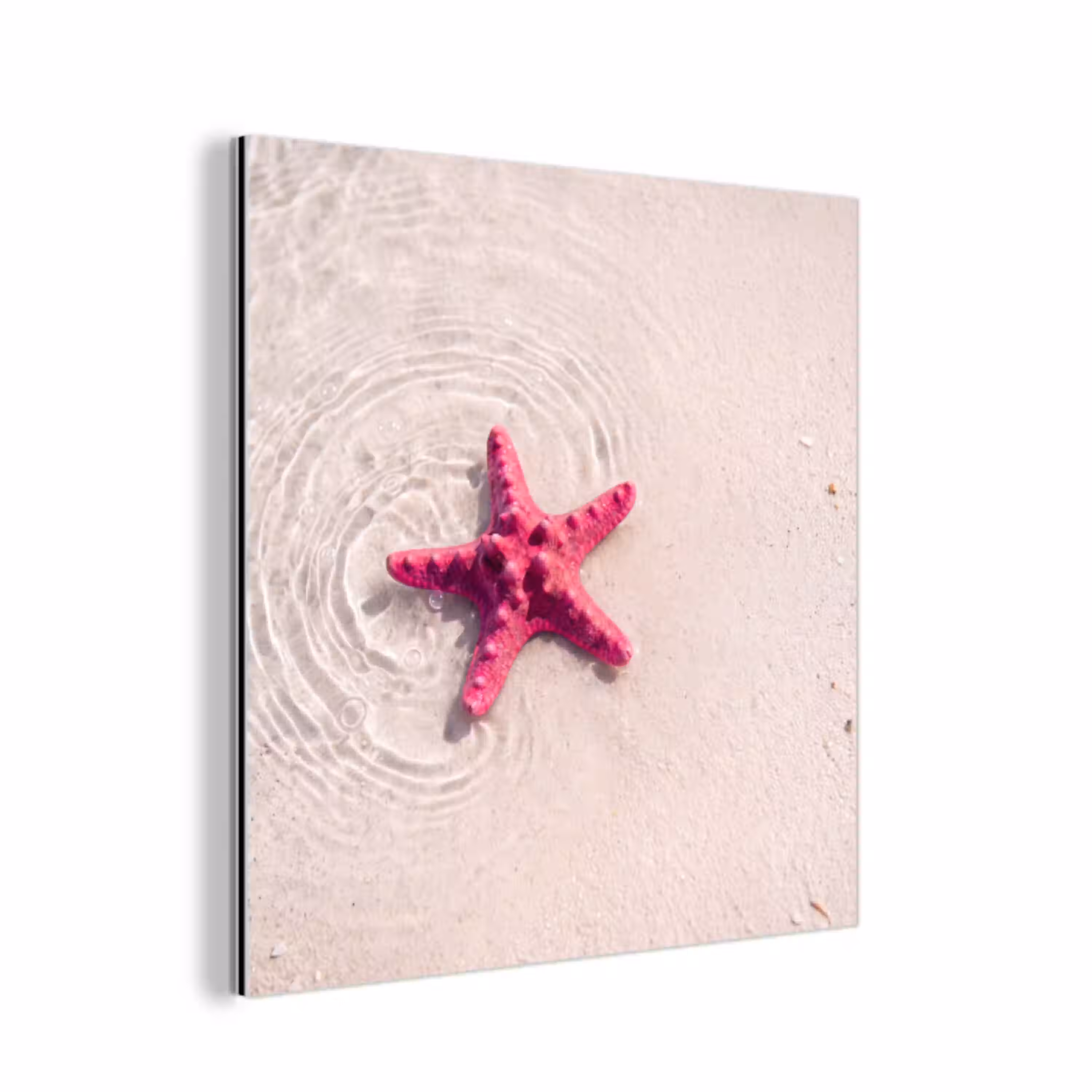 Zeeleven - Zeester - Strand - Roze - Water aluminium wit klein -3d
