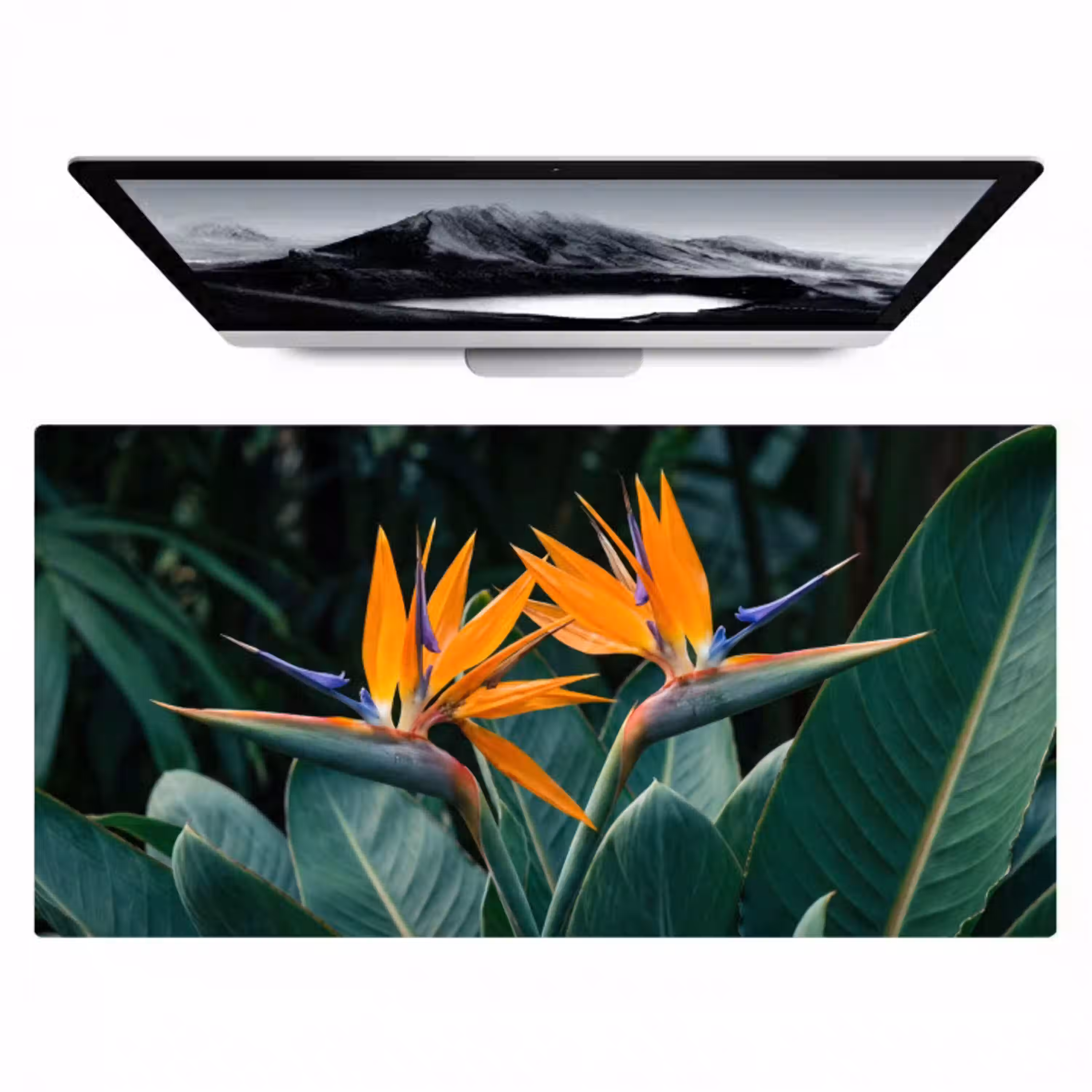 Paradijsvogel - Bloem - Exotisch Muismat XXL klein -zzz3d