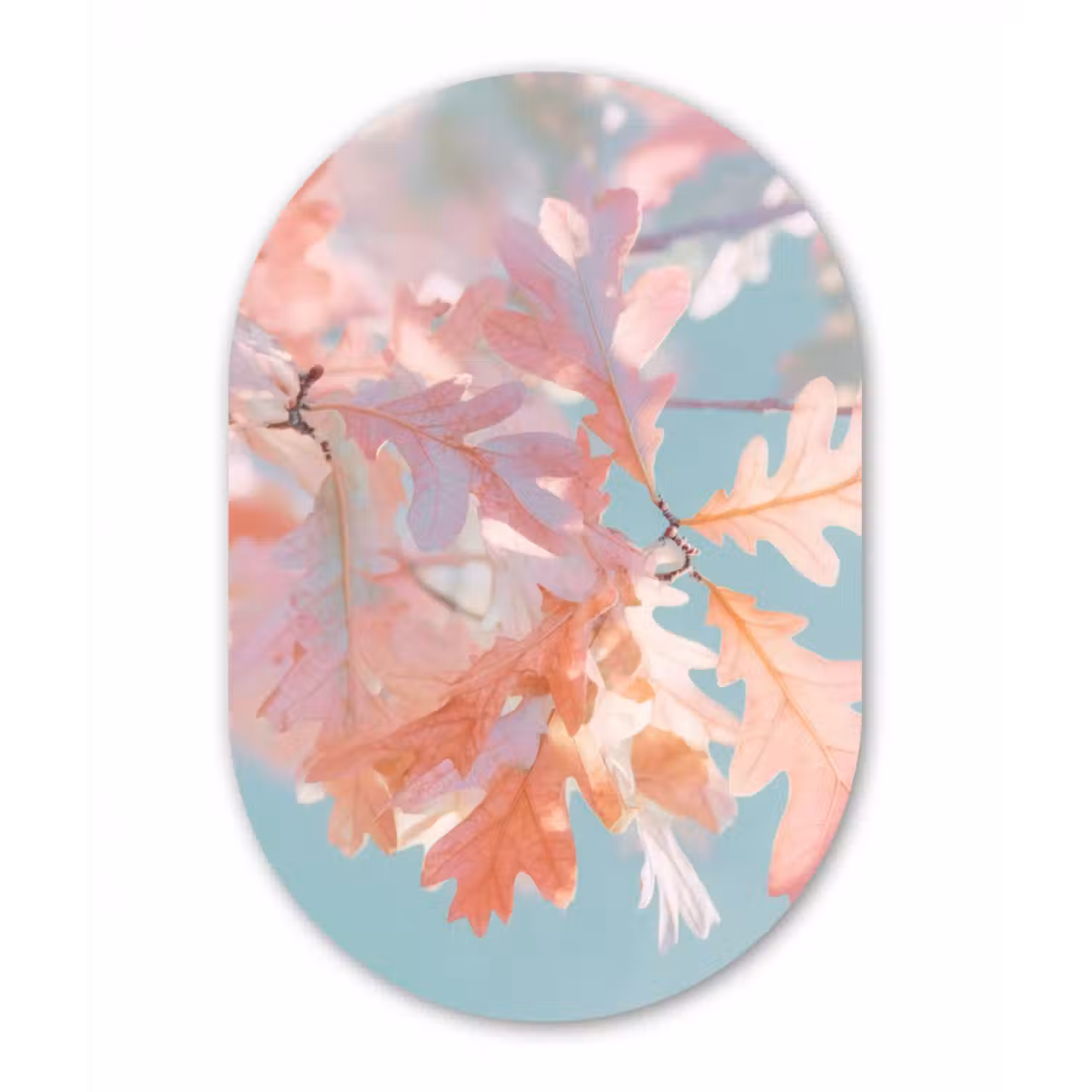 Glasbild Oval - Eichenblätter - Zweige - Rosa