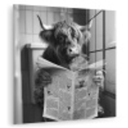 Schotse hooglander - Koe - Krant - WC - Zwart wit plexiglas 5mm klein -zzzproduct_nieuw