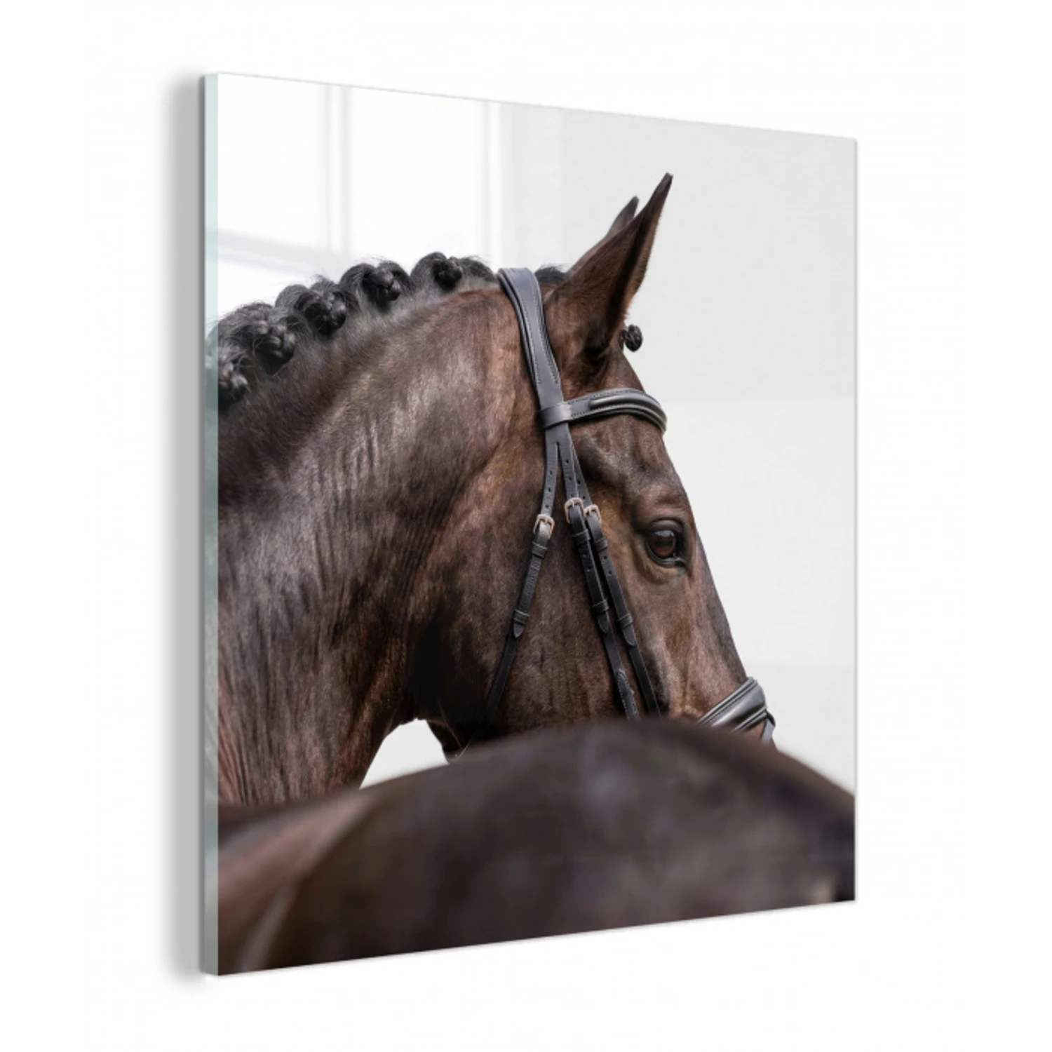 Portret - Paard - Elegant plexiglas 5mm klein -z3d