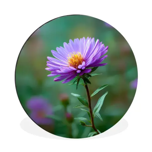 Aster - Paars - Bloem - Blaadjes Wandcirkel aluminium klein -3d
