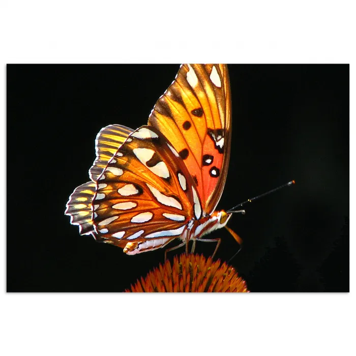 Vlinder - Bloemen - Insect - Portret - Zwart - Oranje poster papier klein -3d