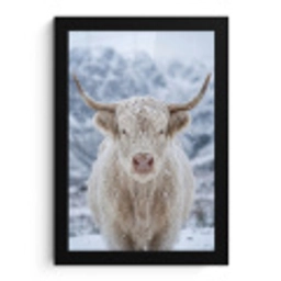 Schotse Hooglander - Sneeuw - Bergen - Winter fotolijst zwart zonder passe partout klein -3d