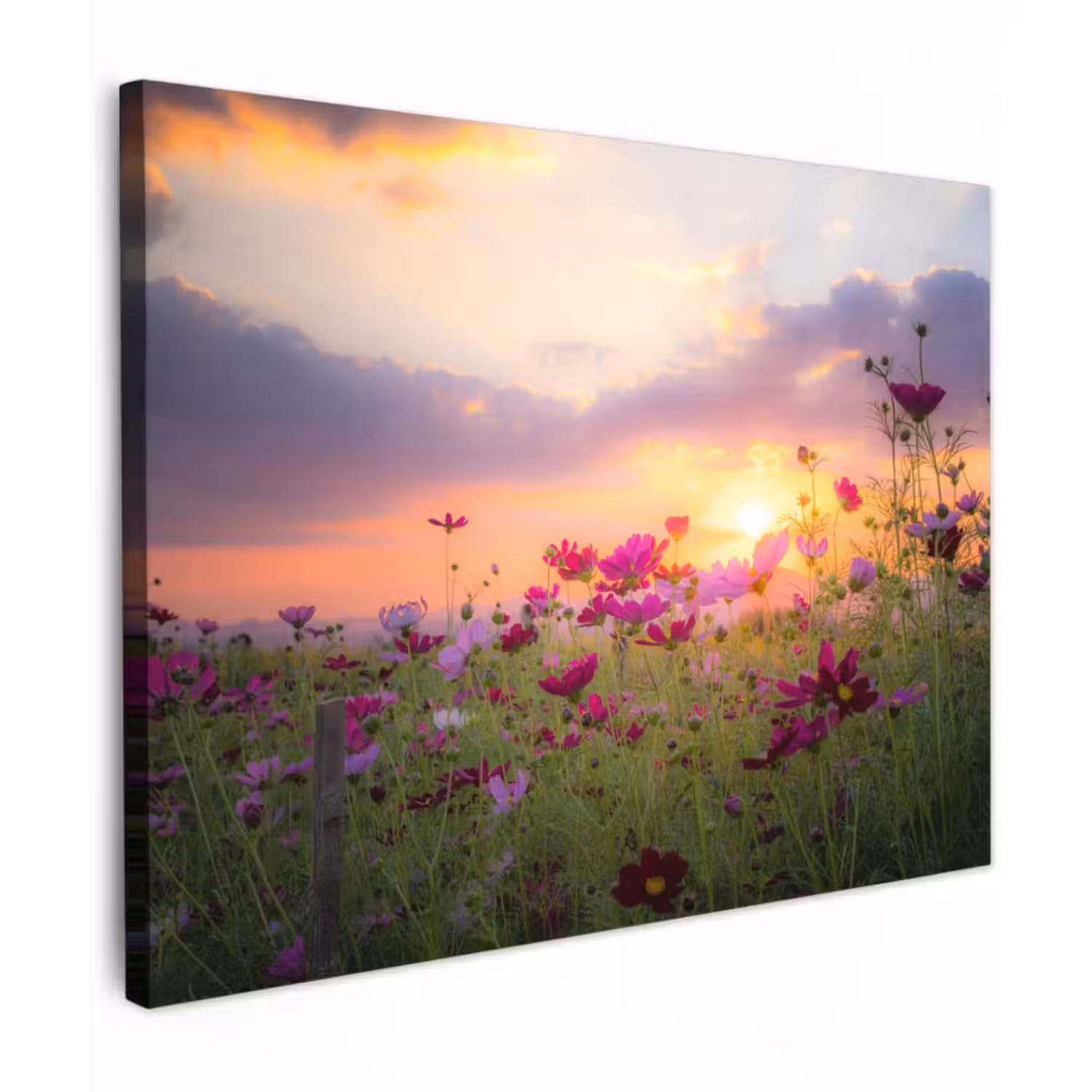 Leinwandbild - Blumen - Rosa - Sonnenuntergang - Natur - Wiese - Horizont