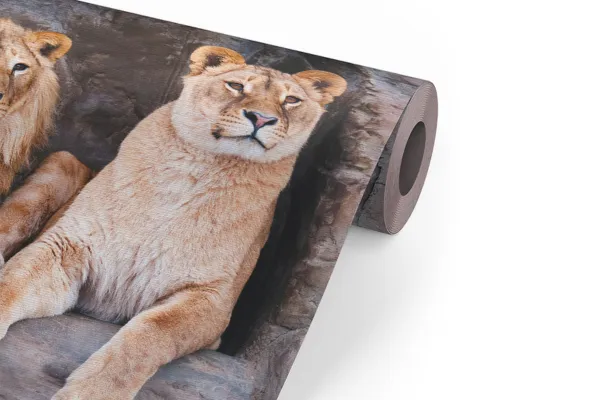 Een rol behang met leeuwen