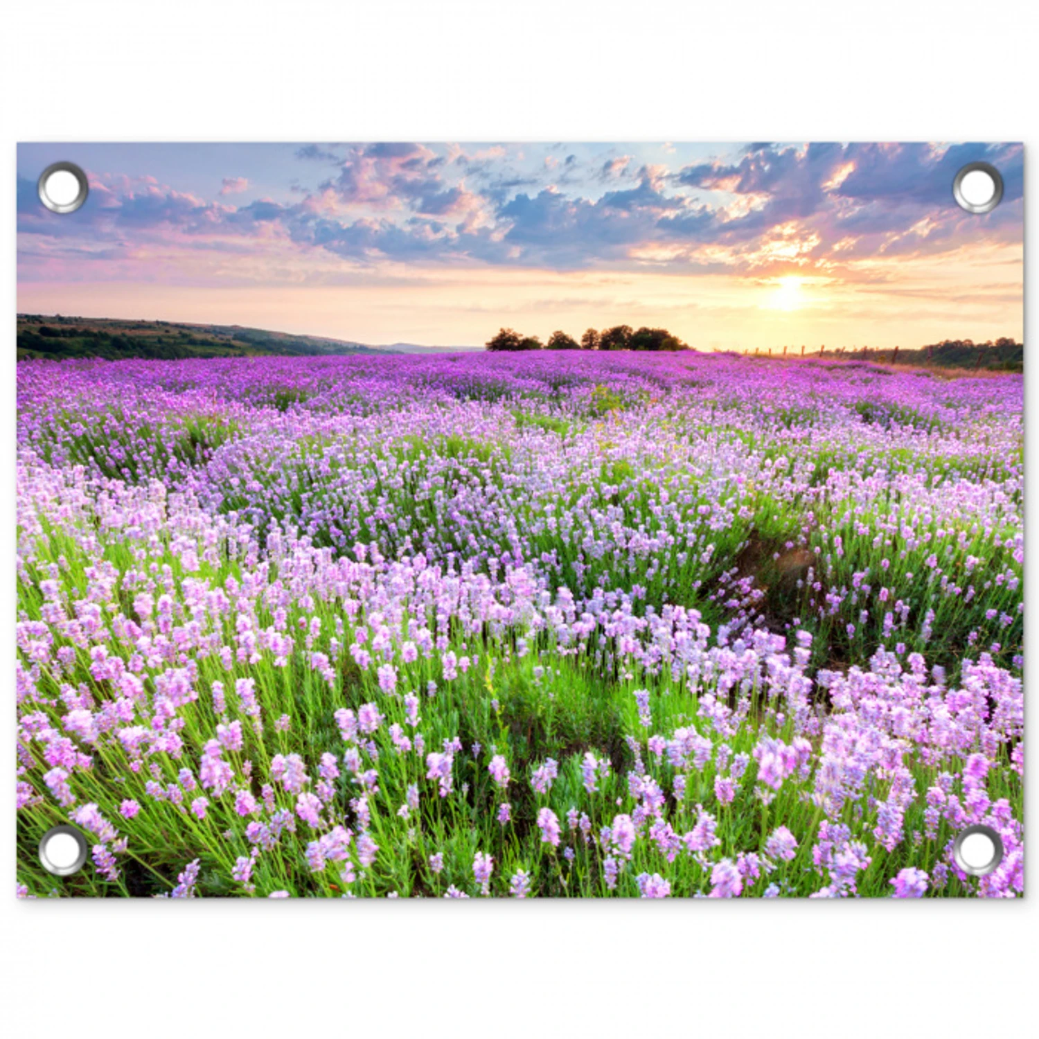 Lavendelvelden bij zonsondergang tuinposter los doek klein -3d