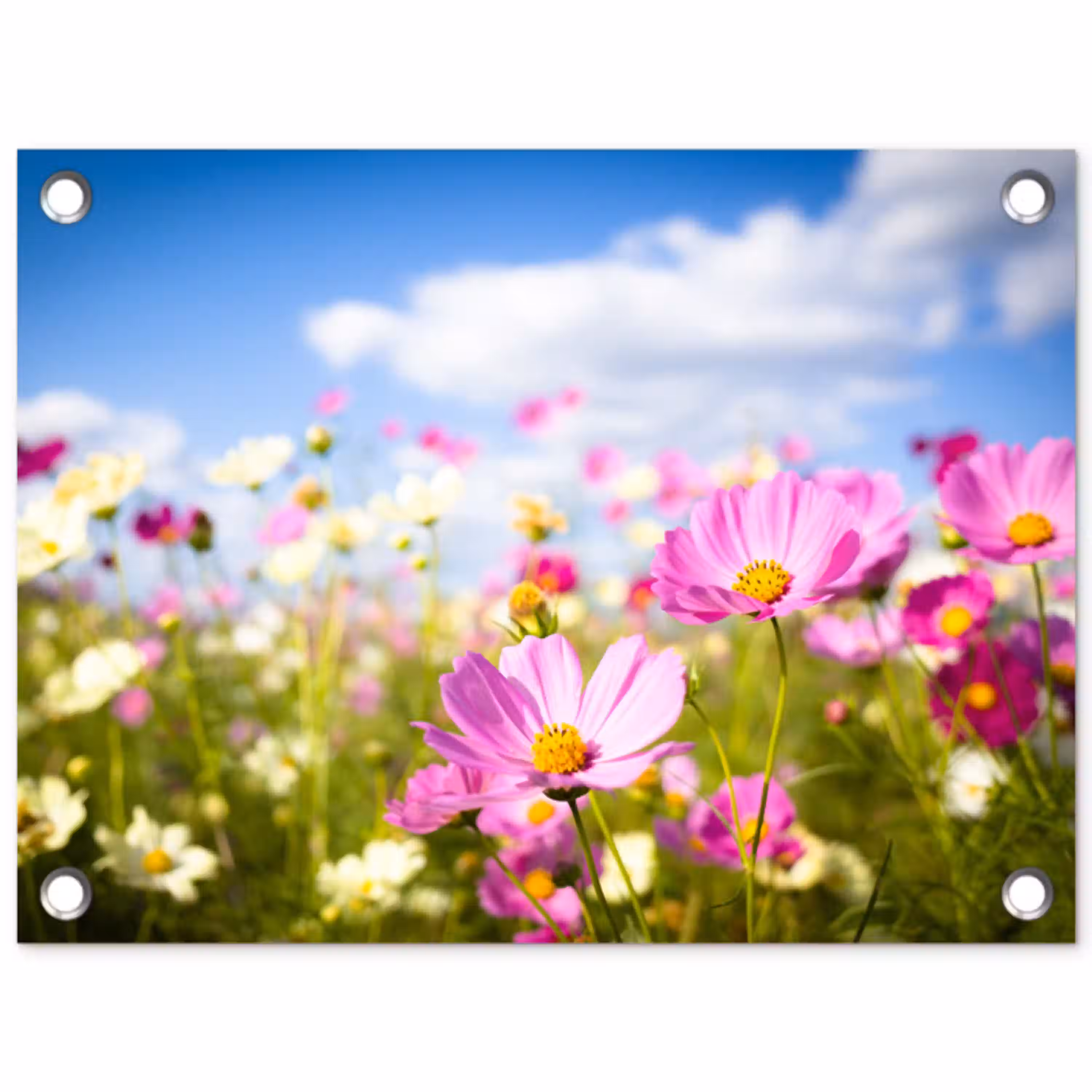 Veld vol kleurrijke bloemen tuinposter los doek klein -3d