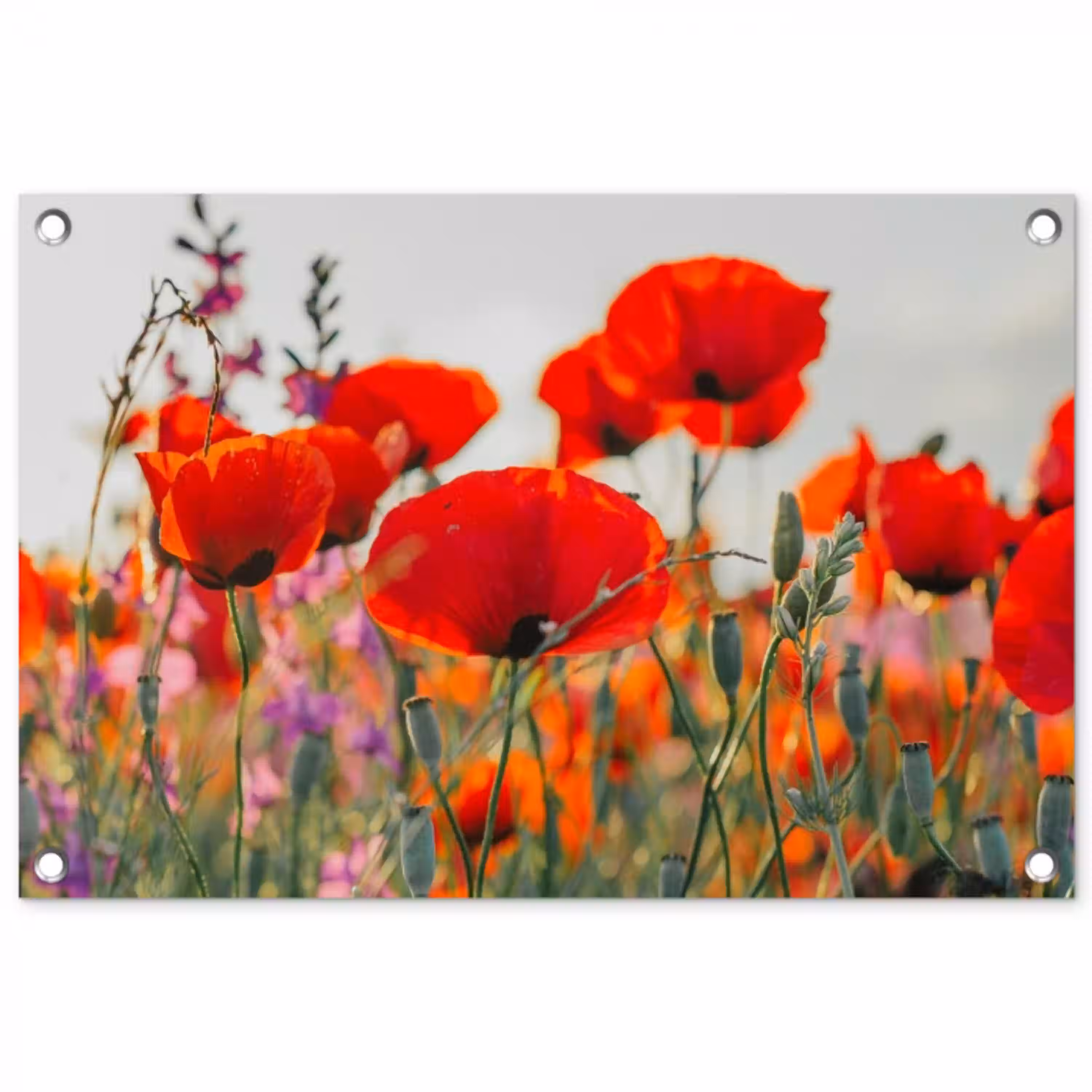Bloeipracht van Klaprozen tuinposter los doek klein -3d