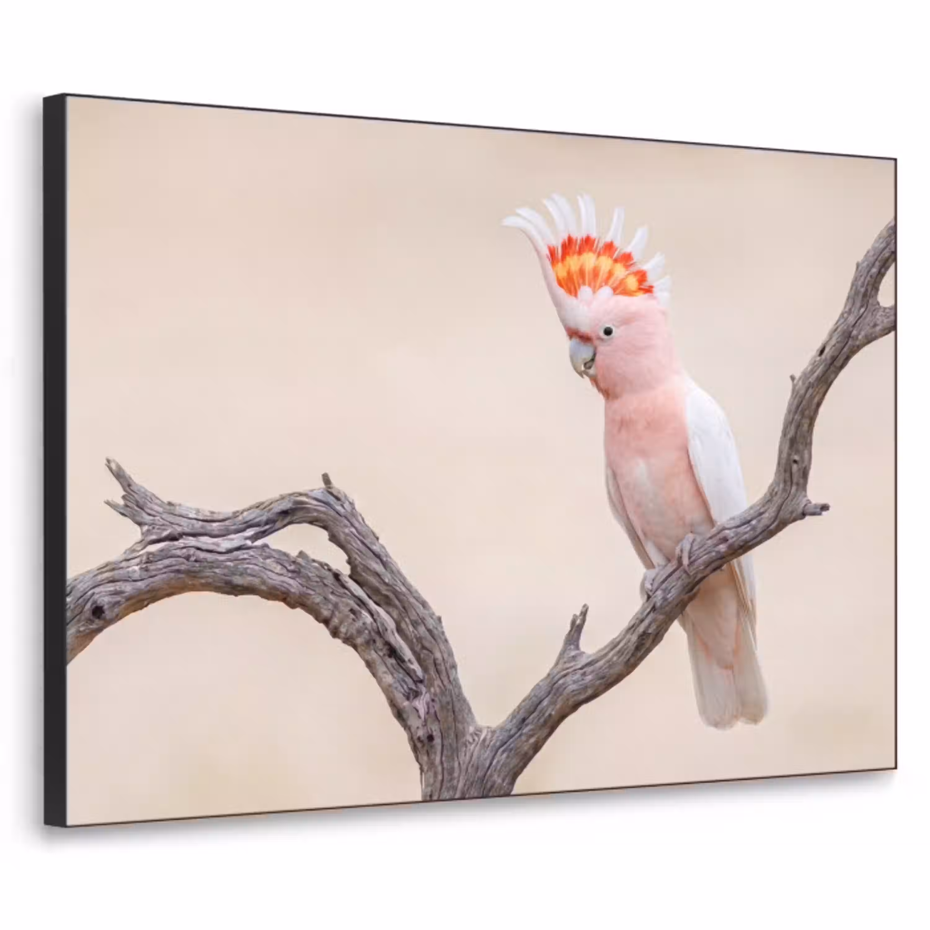 Papagaai - Tak - Roze Textielframe zwart klein -3d