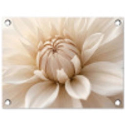 Bloem - Dahlia - Wit tuinposter los doek klein -3d