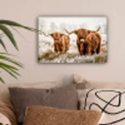 Schotse hooglander - Koe - Natuur - Winter canvas 2cm klein -sfeer1