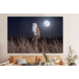 Kerkuil - Maan - Nacht forex 5mm xxl -bovenbank