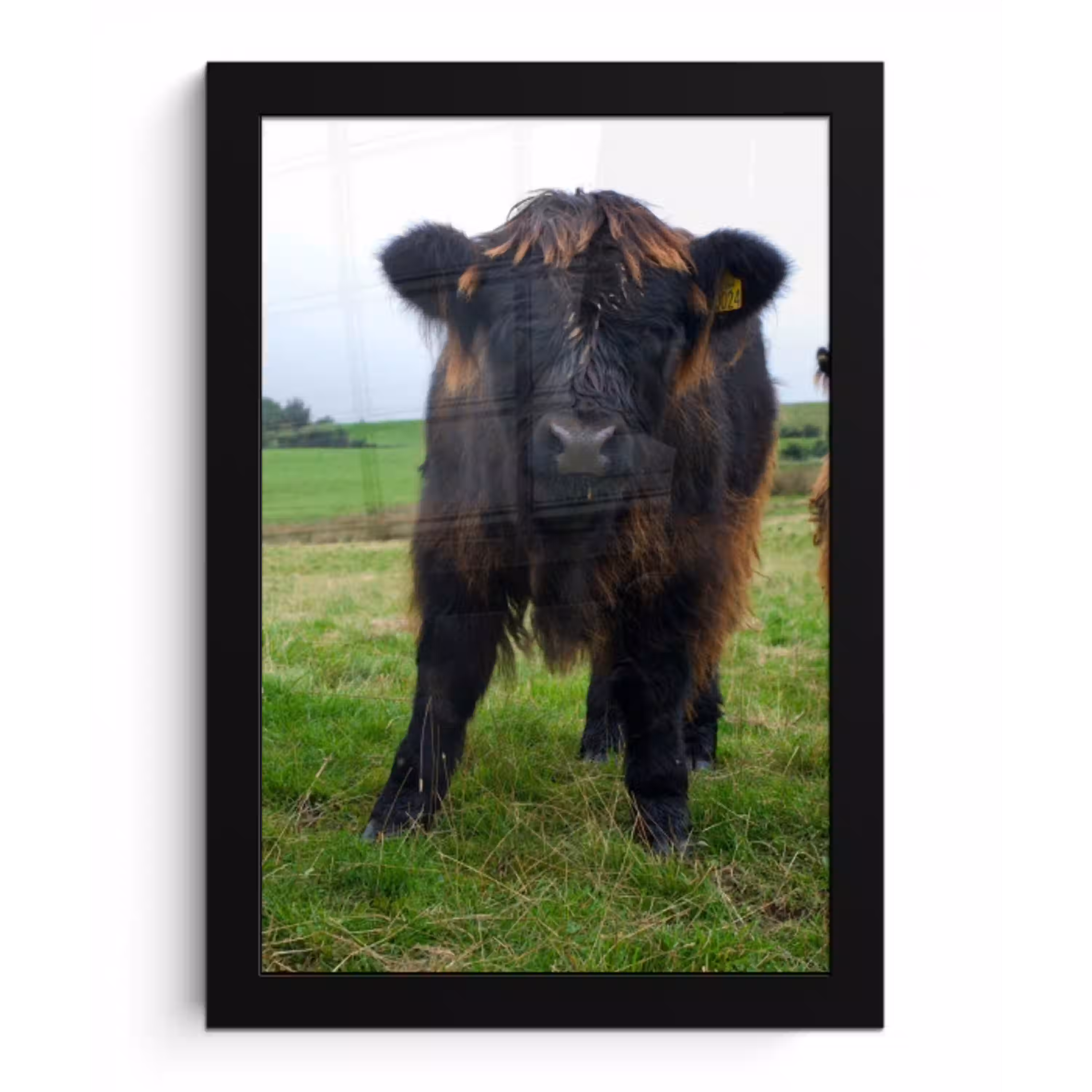 Schotse hooglander - Koeien - Natuur - Groen - Gras fotolijst zwart zonder passe partout klein -3d