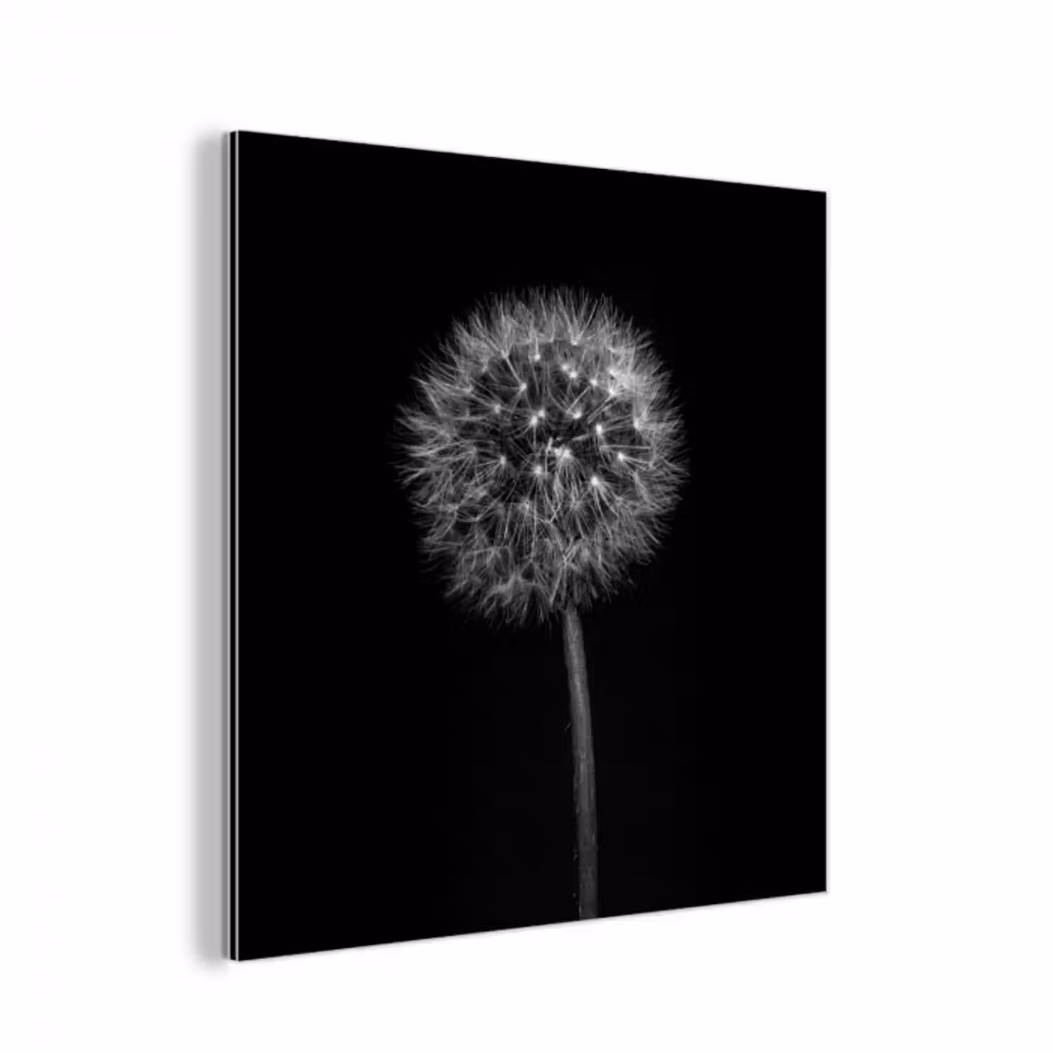 Alu-Dibond-Bild - Löwenzahn - Schwarz - Floral - Botanisch