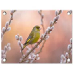 Groenling - Katjes - Lente - Natuur - Zacht tuinposter los doek klein -3d