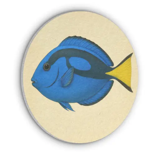 Blauw - Dory - Vis - Staartvin Akoestische PET Vilt - Rond klein -3d
